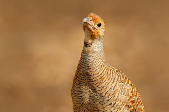 Grey francolin, Francolinus pondicerianus, Ranthambore, India, Asia. Bird sitting on the tree trunk. Francolin in the nature habitat. In safari. Wildlife scene from nature. Asia birdwatching portrait