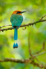 Broad-billed Motmot, Electron platyrhynchum, portrait of nice big bird wild nature, beautiful coloured forest background, art view, Costa Rica. Nice big bird, wild nature, tropic. Green vegetation.