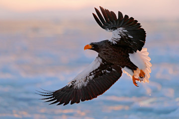 Naklejka premium Flying rare eagle. Steller's sea eagle, Haliaeetus pelagicus, flying bird of prey, with blue sky in background, Hokkaido, Japan. Eagle with nature mountain habitat. Winter scene with snow and eagle.
