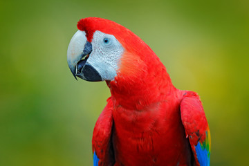 Scarlet Macaw, Ara macao, bird sitting on branch, Costa rica. Wildlife scene from tropic forest nature. Beautiful parrot in forest, nature habitat. Summer day with macaw. Big red parrot, portrait.