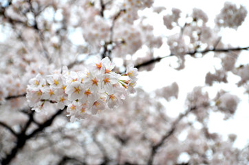 White cherry blossom background