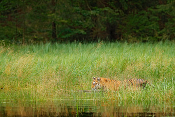 Fototapeta premium Amur tiger walking in river water grass. Danger animal, taiga, Russia. Animal green forest stream. Siberian tiger splash water. Tiger wildlife scene, wild cat, nature habitat. Green lake hidden tiger