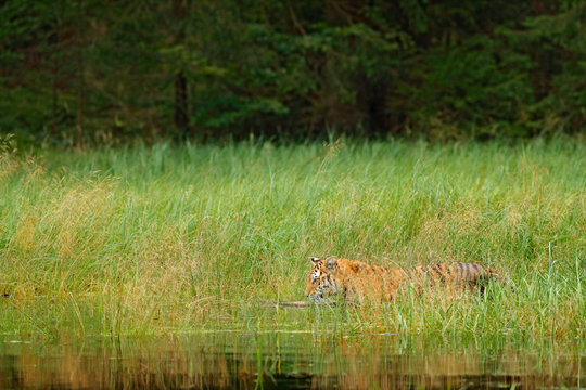 Fototapeta Amur tiger walking in river water grass. Danger animal, taiga, Russia. Animal green forest stream. Siberian tiger splash water. Tiger wildlife scene, wild cat, nature habitat. Green lake hidden tiger