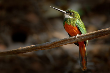Rufous-tailed Jacamar, Galbula ruficauda, green and orange bird with long bill sitting on the tree branch, bird in the nature habitat, Baranco Alto, Pantanal, Brazil. Wildlife scene from river.