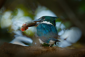Kingfisher with big fish in bill. Amazon Kingfisher, Chloroceryle amazona, Green and white bird sitting on the branch, bird in the nature habitat, Baranco Alto, Pantanal, Brazil. Wildlife scene.