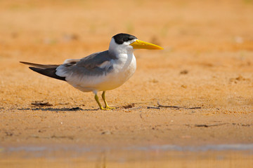 Large-billed tern, Phaetusa simplex, in river sand beach, Rio Negro, Pantanal, Brazil.  Bird in the nature sea habitat. Skimmer drinking water with open wings. Wildlife scene from wild nature