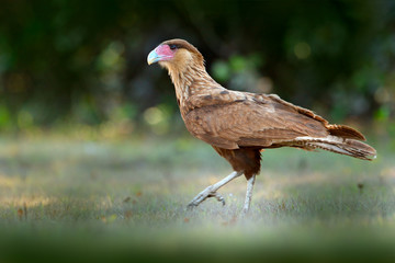 Southern Caracara, walking in the grass, Pantanal, Brazil. Portrait of birds of prey Caracara plancus. Caracara in green grass vegetation. Wildlife scene from Brazil. Bird from tropic forest.