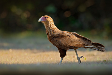 Southern Caracara, walking in the grass, Pantanal, Brazil. Portrait of birds of prey Caracara plancus. Caracara in green grass vegetation. Wildlife scene from Brazil. Bird from tropic forest.