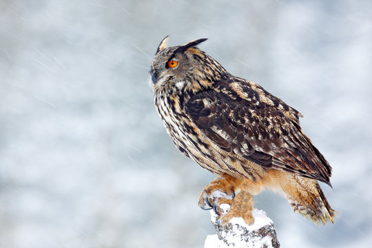 Big Eurasian Eagle Owl with snowy stump with snow flake during winter, Czech republic. First snow with bird. Winter with big white beautiful owl. Wildlife scene from snowy nature. Snow storm with owl.