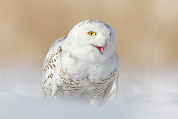Snowy owl, Nyctea scandiaca, rare bird sitting on snow, winter with snowflakes in wild Canada