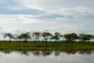 Paper bark tree in wetlands Thale Noi, one of the country's largest wetlands covering Phatthalung, Nakhon Si Thammarat and Songkhla ,South of THAILAND.