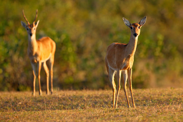 Naklejka na ściany i meble Pampas Deer, Ozotoceros bezoarticus, sitting in the green grass, Pantanal, Brazil. Wildlife scene from nature. Pair if deer, nature habitat. Wildlife Brazil. Two mammals in grass woodland.