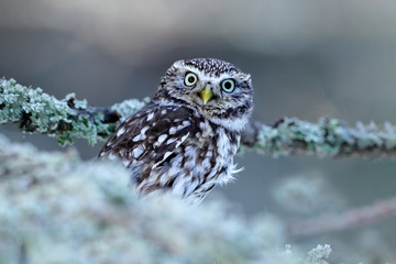 Portrait of small bird in the nature habitat, Czech Republic. Wildlife scene from nature. Snow fall in forest. Winter scene with Little Owl, Athene noctua, in the white larch forest in central Europe.