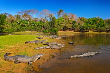 Photo sur Aluminium Crocodile Caiman, Yacare Caiman, crocodiles in river surface, evening with blue sky, animals in the nature habitat. Pantanal, Brazil. Caimans, water landscape with trees. Wildlife scene from Brazil nature.
