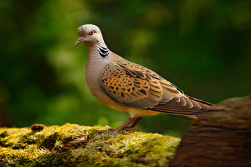 Turtle dove, Streptopelia turtur, Pigeon forest bird in the nature habitat, green background, Germany. Wildlife scene from green forest.