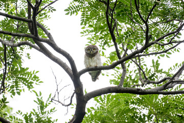Spotted owl