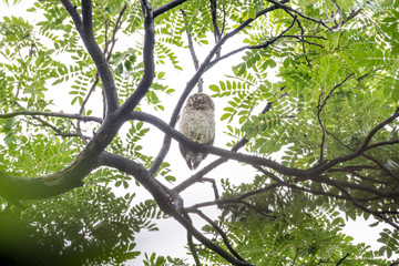 Spotted owl