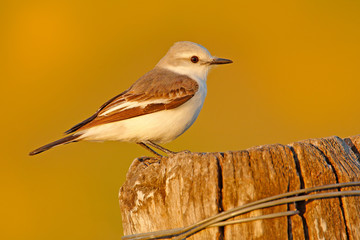 Flycatcher tyrant in the nature habitat, bird sitting in the grass, white and grey bird, Mato...