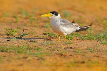 Large-billed tern, Phaetusa simplex, in river sand beach, Rio Negro, Pantanal, Brazil. Skimmer drinking water with open wings. Wildlife scene from wild nature, bird in the nature sea habitat.