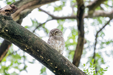 Spotted owl