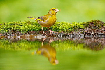 Green and yellow songbird European Greenfinch, Carduelis chloris, sitting on the yellow larch branch, with clear grey background. Wildlife scene from wild autumn. nature. Bird, mirror reflection.