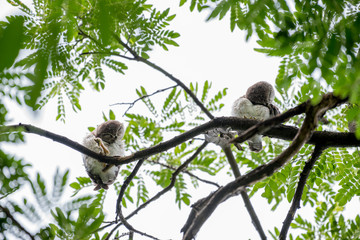Fototapeta premium Spotted owl
