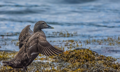 Gadwall duck, Ofeigsfjordur, Strandir Coast, West Fjords, Iceland