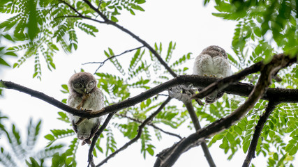 Spotted owl
