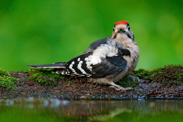 Great Spotted Woodpecker, detail close-up portrait of bird head with red cap, black and white animal in the forest habitat, clear green background, reflection in the water, Germany. Wildlife Europe.