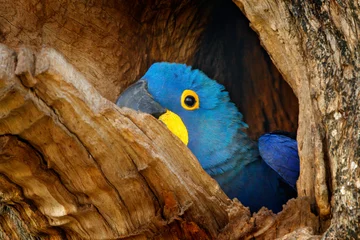 Foto op Canvas Hyacinth Macaw, Anodorhynchus hyacinthinus, in tree nest cavity, Pantanal, Brazil, South America. Detail portrait of beautiful big blue parrot in nature habitat. Macaw in nest hole. Nesting behaviour. © ondrejprosicky
