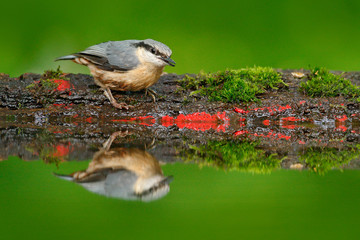 Eurasian Nuthatch, Sitta europaea, beautiful yellow and blue-grey songbird sitting near the water,...