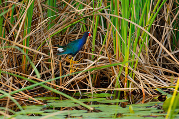 Purple Gallinule, Porphyrio martinicus, bird in eater grass. Gallinule, green vegetation in lake,...