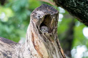 Fototapeta premium Spotted owl