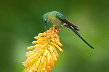 Bird with bloom. Wildlife Ecuador. Hummingbird Long-tailed Sylph eating nectar from beautiful yellow strelicia flower in Ecuador. Wildlife scene from green tropic forest.