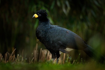 Bare-faced Curassow, Crax fasciolata, big black bird with yellew bill in the nature habitat, Barranco Alto, Pantanal, Brazil. Bird from green tropic forest.