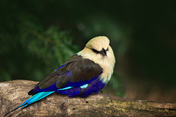 Blue-bellied Roller, Coracias cyanogaster, in the nature habitat. Wild bird form Liberia in Africa. Beautiful bird with white head sitting on the tree trunk in the forest. Wildlife scene from nature.