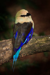 Blue-bellied Roller, Coracias cyanogaster, in the nature habitat. Wild bird form Liberia in Africa. Beautiful bird with white head sitting on the tree trunk in the forest. Wildlife scene from nature.