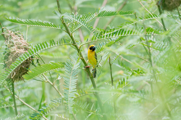Asian Golden Weaver