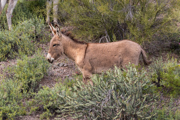  Wild Burro in the Arizona Desert inSpring