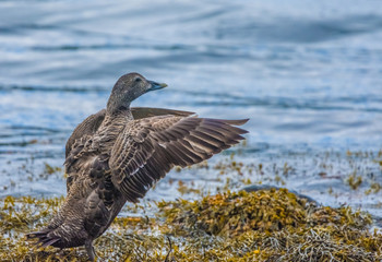 Gadwall duck, Ofeigsfjordur, Strandir Coast, West Fjords, Iceland