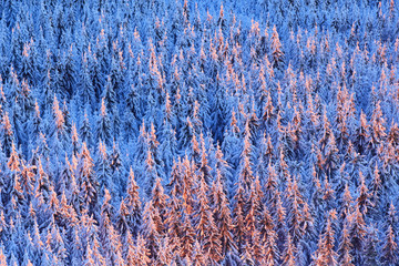 Blue winter landscape, birch tree forest with snow, ice and rime. Pink morning light before sunrise. Winter twilight, cold nature in forest. Orlicke hory, Czech republic. Mountain landscape with trees