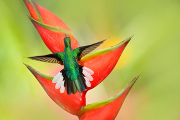 Beautiful bird with red bloom. Heliconia flower with hummingbird. Tobago Island. Hummingbird White-tailed Sabrewing flying next to beautiful Strelitzia red flower. Wildlife scene from tropic forest.