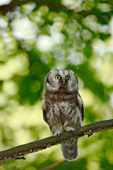 Boreal owl, Aegolius funereus, sitting on the tree branch in green forest background. Owl hidden in green forest vegetation. Bird in nature. Wildlife of Germany. Small bird in the green wood.