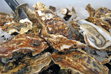 degustación de ostras