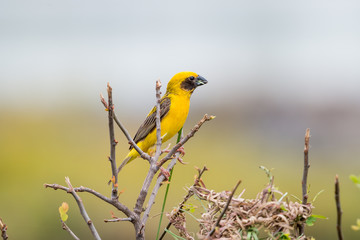 Asian Golden Weaver