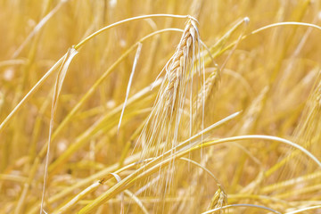 
Barley field with ripe and gold barley crops