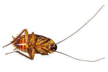 Cockroaches may foulest