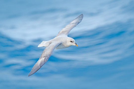 Northern Fulmar, Fulmarus glacialis, white bird, blue water, dark blue ice in the background, animal flight Arctic nature habitat, Svalbard, Norway. Bird in cold nature. Flying bird. Fulmar in fly.