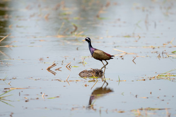 Bronze winged Jacana are found in south and east Asia within the tropical zone