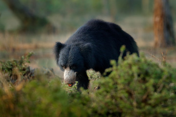 Sloth bear, Melursus ursinus, Ranthambore National Park, India. Wild Sloth bear nature habitat, wildlife photo. Dangerous black animal in India. Wildlife Asia. bute Animal on the road Asia forest.